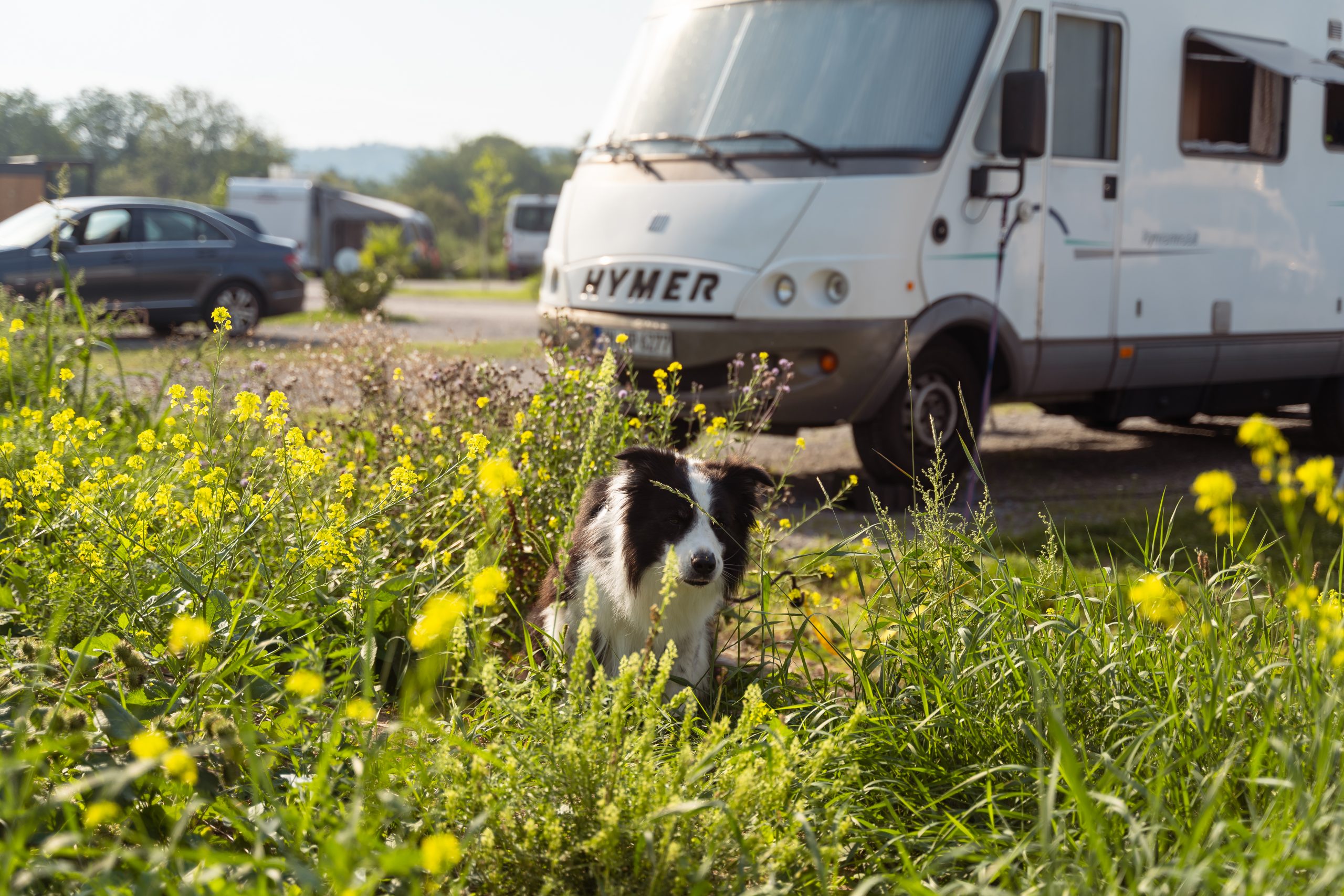 Pitch area in the motorhome park